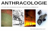 ANTHRACOLOGIE - paleoclimat epheephe-paleoclimat.com/Files/Other/Anthraco_Carpo_10.pdf · • Bois = tissu conducteur et de soutien composé de différents éléments : Angiospermes