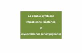 La double symbiose rhizobienne (bactéries) et ...disciplines.ac-montpellier.fr/svt/sites/svt/files/inspection/... · Réseaux mycorhiziens partagés entre légumineuses et espèces