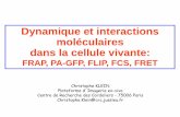 Dynamique et interactions moléculaires dans la cellule vivante · Intensité : bleach 100% - images 0.5 à 1% Intervalle : 100 msec 10 sec 500 msec 10 sec ... 3D,t : volume de données