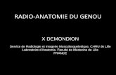 RADIO-ANATOMIE DU GENOU - cerf. radio...  RADIO-ANATOMIE DU GENOU X DEMONDION Service de Radiologie