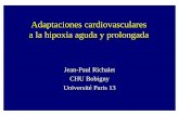 Adaptaciones cardiovasculares a la hipoxia aguda y prolongada · a la hipoxia aguda y prolongada ... • No o poco aumento de la presion arterial sistémica ... – down regulation