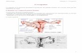 L’ovogenèseovogenèse (L1 SANTE).pdfL’ovogenèse L’ovogenèse est le processus permettant la production des gamètes femelles, les ovocytes, ainsi que leur maturation en ovules.