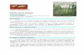 herbe de la pampa v3 - Accueil - Conservatoire botanique ... pampa.pdf · Introduction et aire de répartition globale L’herbe de la pampa est originaire d’Amérique du sud (Chili,