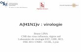 A(H1N1)v : virologie - Infectiologie · A(H1N1)v : virologie. Bruno LINA. CNR des virus influenza, ... Le calendrier des évenements • Janvier 2009 à Avril 2009 – Quelques cas