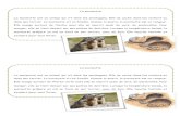 La marmotte - Maestral - Accueilclasse-maestral.weebly.com/uploads/1/2/4/6/12460609/textes... · s’endort pour tout l’hiver. La marmotte La marmotte est un animal qui vit dans
