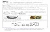 TP : Cycle de développement et hybridation chez un champignonbeaussier.mayans.free.fr/IMG/pdf/TP_sordaria.pdf · Cycle de développement d’un mammifère Cycle de développement
