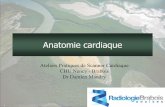 Anatomie cardiaque - onclepaul.netonclepaul.net/.../uploads/2011/07/anatomie-cardiaque-2016-DM.pdf · 2 Atrium droit •Reçoit le sang veineux par les 2 veines caves, ainsi que par