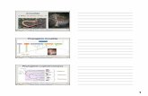 Annelida - adamoliverbrown.comadamoliverbrown.com/wp-content/uploads/2018/02/9-Annelida_2018_3... · 2 BIO2535 –Animaux: structures et fonctions Taxonomie Annelida Classe Errantia