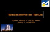 IRM du rectum - cerf.radiologie.fr FP... · Extension ganglionnaire - Tous les ganglions sont mesurés selon leur petit axe - Ganglions dans le mésorectum Absence Présence Nombre
