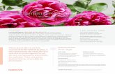 StandStill Rose de Damas - naolys.com · puis la légende d’Adonis l’a associée au renouveau, comme le rappellent les rosaces gothiques. Depuis l’Antiquité, elle est considérée