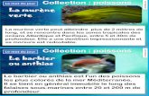 Le mot du jour Collection : poissons - recreatisse.com · Le mot du jour Collection : poissons La murène verte La murène verte peut atteindre plus de 2 mètres de long, et se rencontre