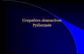 Uropathies obstructives Pyélectasie - nglr.fr jm faure.pdf · Critères pronostiques des uropathies obstructives Lésions parenchymateuses bilatérales sont de mauvais pronostic.