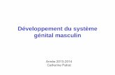 Développement du système génital masculinl3bichat2013-2014.weebly.com/uploads/1/3/9/0/13905422/embryologie... · indifférenciée (si pas SF-1: pas de gonades % souris) – Rôle