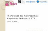 Phénotypes des Neuropathies Amyloïdes Familiales à TTR ADAMS 01 PASTEUR.pdf · polyneuropathie sensitive à petites fibres ascendante progressive mais également dans d’autres