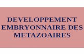 DEVELOPPEMENT EMBRYONNAIRE DES METAZOAIRESs9ae74061d47f6183.jimcontent.com/download/version/1411913811/module... · Mélange des 2 types cytoplasmes. La phase de segmentation implique