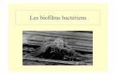 Les biofilms bactériensmicrobiology.free.fr/Presentations/biofilm.pdf · • Infections bactériennes aiguës • Peste • Antibiotiques, vaccins (maîtrise) Bactéries sessiles