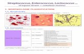 Streptococcus, Enterococcus, Lactococcustechmicrobio.eu/systematique/coques_gram_positif_catalase_moins.pdf · Streptococcus, Enterococcus, Lactococcus ... (Coques Gram + catalase