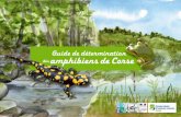 Guide de détermination des amphibiens de Corse · En fait, la Corse n’a pas toujours été une île. Il y a 25 millions d’années, la Corse et la Sardaigne étaient reliées