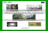 Epidémiologie du Phytophthora de l’Aulne · à l’INRA, qui m’aura consacré beaucoup de temps au cours de mes 6 semaines de stage ainsi que sur la correction de mon rapport