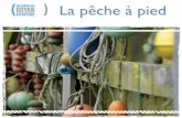 La pêche à pied - agglo-royan.fr · 2017-02-01 · En Charente-Maritime, la pêche des coquillages et des oursins est limitée à 5 kg* par personne et par jour, toutes espèces