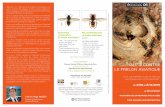 Lutte contre le frelon asiatique - Département des …...européen (Vespa Crabro), la guêpe, la scolie des jardins ou encore l’abeille charpentière doivent être protégés. Il