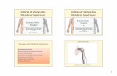 Artères et Veines des Membres Supérieurs · Anatomie Vasculaire Echo-Anatomie et méthode d ’examen Lésions Traumatiques Syndrome du passage thoraco-brachial Thrombose et Embolie