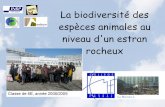 La biodiversité des espèces animales au niveau d'un …acces.ens-lyon.fr/vie/graines/20090605/03_larochelle.pdfComparer le nombre d'espèces animales différentes en haut et au milieu