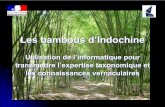 Les bambous d’Indochine...RAPPELS DES OBJECTIFS PRINCIPAUX DU PROJET SEP 349 z Le premier objectif scientifique du projet consiste à réviser les travaux de E.G. et A. Camus et