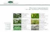 Plantes aquatiques et de milieux humides · 2014-07-02 · Calla palustris Roseau des bois Prof. : 0/ -10 cm Haut. : 20 à 30 cm Dens. : 5 à 10/m² Flles : vert, charnues Flrs :