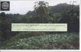LUTTE INTEGREE CONTRE P. xylostella A LA MARTINIQUE … · 2015-11-25 · Lutte intégrée contre P. xylostella à la Martinique : Utilisation de plantes pièges Par D. Bordât et