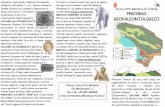  · CALCARE con VACCINITES Santoniano -Campaniano (86-75 Ma): Vaccinites. rudisTe famiglia Hippuritidae, Turoniano -Maastrichtiano (91-65Ma). Conchiglia robusta, inequivalve, di forma