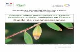 Guide de reconnaissance - Agriculture...4 I- INTRODUCTION 1) Objet du guide Ce guide a pour objet de faciliter la reconnaissance des plantes hôtes potentielles de Xylella fastidiosa