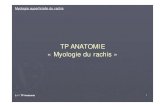 TP anatomie (corrigé) · L-1 / TP Anatomie 6 Myologie superficielle du rachis Deltoïde Description: Epais, forme la masse arrondie de l'épaule; constitué de 3 faisceaux (antérieur