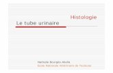 Histologie Le tube n.bourges-abella@envt.fr _ Histologie A1 Le tube urinaire: structure histologique