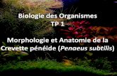 Biologie des Organismes TP 1 Morphologie et …insectes et autres arthropodes (crustacés, arachnides, etc.). Elle se retrouve aussi dans les deux autres règnes (certaines espèces