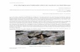 Une charogne peu habituelle attire les vautours au Jbel Moussa · 2017-05-10 · Maroc rachid.cocn@gmail.com Disponible en ligne (Available online) : 11 mai 2017 Le 4 mai 2017, l’équipe