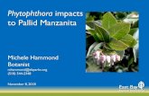 Phytophthora impacts to Pallid Manzanita · 2019-02-20 · Pallid Manzanita Pathogen Survey •2017 Survey Objective: determine extent of habitat infested with soilborne root-rotting
