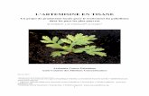 L’ARTEMISINE EN TISANE...dans les tiges de l’Artemisia annua ; il est donc préférable d’utiliser toute la plante pour faire la tisane. - L’Artémisia annua fraîche est aussi