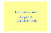 La biodiversité du genre CARDUELIS · 2019-02-01 · Chardonneret parva classique. Différence de taille entre parva et major. Différence de taille. Utilisation du vinaigre de pomme