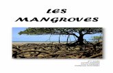 LES MANGROVES - Freevalentin.bors.free.fr/Mer-et-littoral/G1 - LES... · mangrove. 2-Mangroves d’eau salée Dans les mangroves d'eau salée au contraire la majeure partie de la