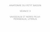 ANATOMIE DU PETIT BASSIN SÉANCE 3 VAISSEAUX ET NERFS …lafed-um1.fr/statique/upload/tuteur/diapo_sy_ance_3_886924209f.pdf · Plusieurs structures permettent de fixer "uterus et
