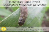 Pengenalan Hama Invasif Spodoptera frugiperdadinpertanpangan.demakkab.go.id/wp-content/uploads/2019/... · 2019-07-17 · Spodoptera frugiperda atau Fall Army Worm (FAW) termasuk