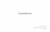 Candidurie - nephrocaen.files.wordpress.com2. Candidurie • Définition: –Non clairement définie: •Pas de chiffre de leucocyturie •Pas de cut-off pour le nomre d’UF/mL 3