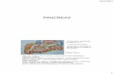 PANCREASepsp-ahnif.e-monsite.com/medias/files/6-s1-pancreas.pdf · 2014-01-21 · 22/12/2013 1 PANCREAS d'après Netter organe profond, rétropéritonéal, en regard de L1-L2 en avant