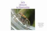 Saitis découvre les Myxomycètes · 2017-12-21 · Suivez les histoires de Saitis sur ssntg82.com •Saitis dans le jardin (décembre 2017) •Saitis amoureux (février 2018) •Saitis