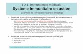 TD 1. Immunologie médicale Système immunitaire ... TD 1. Immunologie médicale Système immunitaire en action Exemple de l’infection cutanée: Impétigo • Réponse immunitaire