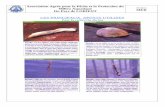 LES PRINCIPAUX APPATS UTILISES - sonalomsonalom.wifeo.com/documents/APPATS-MER.pdf · Capture : sous les pierres dans les flaqt£ d'eau ou dans le goémon à marée basse, du milieu