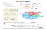 ECHINODERMES - Roscoffapplication.sb-roscoff.fr/download/fr2424/enseignement... · 2011-03-17 · Echinodermata - SBR - 2011. Cours Zoologie - Station Biologique de Roscoff - 2011