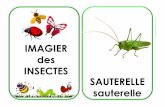 IMAGIER INSECTES SAUTERELLEjardindalysse.com/wp-content/uploads/imagier-insectes.pdf · PAPILLON papillon CHENILLE chenille m / LIBELLULE libellule ABEIILLE abeille m / MOUSTIQUE