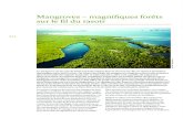 Mangroves – magnifiques forêts sur le fil du rasoir · sur le fil du rasoir La mangrove est un type de forêt tropicale unique dans la mesure où elle est située à l’interface